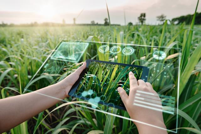 Grupo Colorado cria braço de investimento para startups agrotech