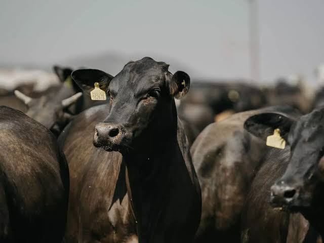 Setor pecuário otimista com a reabertura e expansão de acordos sanitários internacionais